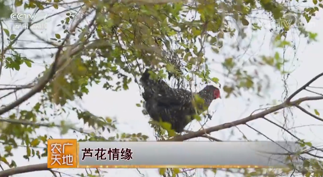 【媒體聚焦】CCTV7 農廣天地 | 蘆花情緣|創富故事
