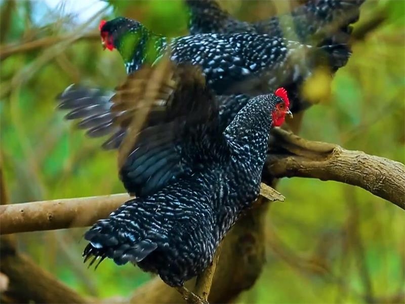 山東汶上：蘆花雞插上科技的“翅膀”飛出一片天